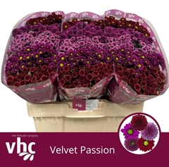 Chrysanth Santini Mix 55cm 40gr.