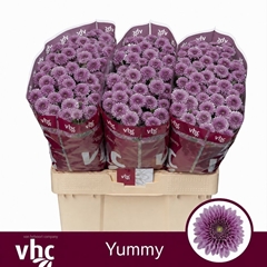 Chrysanth Santini Yummy 55cm 40gr.