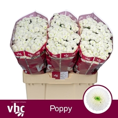 Chrysanth Santini Poppy 55cm 40gr.