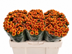 Chrysanth Santini Tammy 55cm 50gr.