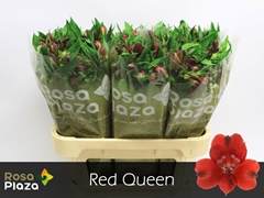 Alstroemeria Red Queen 75cm 55gr.