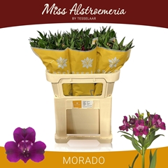 Alstroemeria Morado 75cm 60gr.