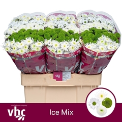 Chrysanth Santini Mix 55cm 40gr.