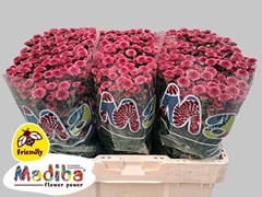 Chrysanth Santini Madiba Cherry Tyolo 55cm 48gr.