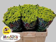 Chrysanth Santini Madiba Minty Boane 55cm 48gr.