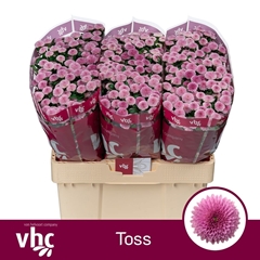 Chrysanth Santini Toss 55cm 40gr.