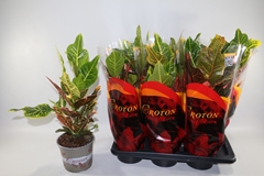 Codiaeum Big Leaf Excellent 17Ø 45cm