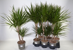 Dracaena 17Ø 75cm