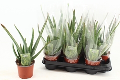Aloe Vera 10Ø 35cm