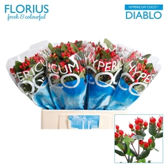 Hypericum Coco Diablo 60cm