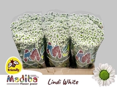 Chrysanth Santini Madiba Lindi White 55cm 38gr.