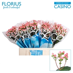 Hypericum Coco Casino 60cm