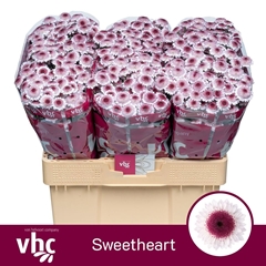 Chrysanth Santini Sweetheart 55cm 38gr.