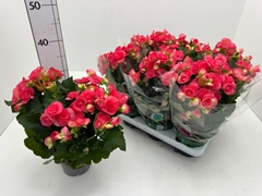Begonia Double Netja 13Ø 29cm