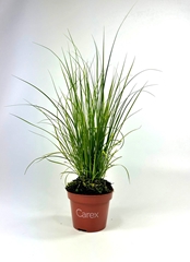Carex ColorGrass Phoenix Green 10Ø 30cm