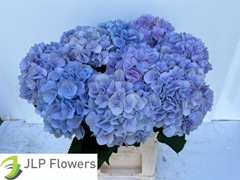 Hydrangea Verena Blue 80cm 21-23cm Hd