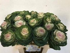 Brassica White Crane 60cm