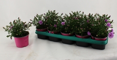 Aster Alpha Pink 12Ø 20cm