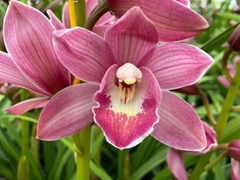 Cymbidium Mini Pink Parfait 60cm