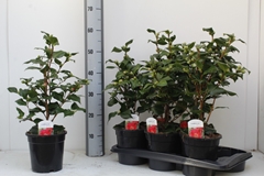 Camellia Japonica Dr King 17Ø 55cm