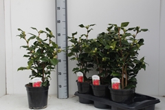 Camellia Japonica Dr King 17Ø 50cm