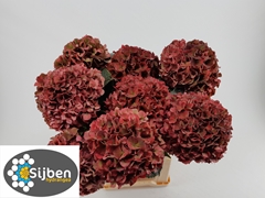 Hydrangea Pink Ruby Classic 65cm 20-22cm Hd