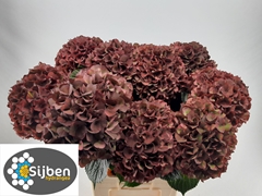Hydrangea Rubyred Classic 80cm 22-24cm Hd
