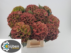 Hydrangea Royal Palace Classic 80cm 20-22cm Hd