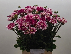 Dahlia Nagano 48cm