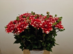 Dahlia Nagano 50cm