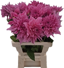 Dahlia Cafe Au Lait Rosé 65cm