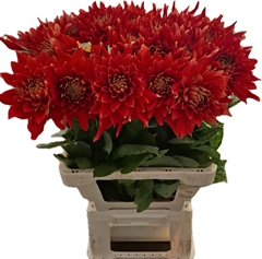 Dahlia Vulcan 65cm