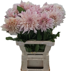 Dahlia Café Au Lait 65cm