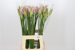 Nerine Berenice 70cm