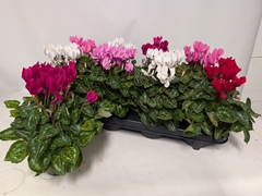 Cyclamen Persicum Macaron 10Ø 24cm