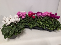 Cyclamen Persicum Macaron 10Ø 23cm