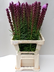 Liatris Spicata 65cm