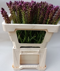 Liatris Spicata 50cm