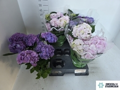 Hydrangea Mix 14Ø 40cm 6bl