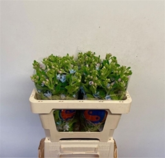 Oxypetalum Tanioka Pure Blue 50cm