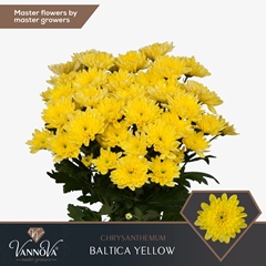 Chrysanth Spray Baltica Yellow 70cm 95gr.