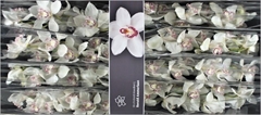 Cymbidium Mrs. Sugar Lee 80cm
