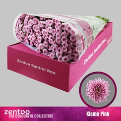Chrysanth Santini Kismo Pink 55cm 48gr.