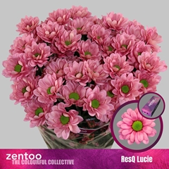Chrysanth Spray Resq Lucie 70cm 75gr.