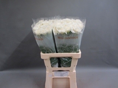 Dianthus Single White Liberty 55cm