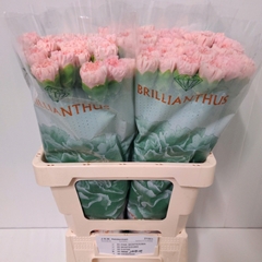 Dianthus Single Jodie 60cm