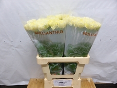 Dianthus Single Liberty 55cm
