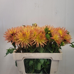 Dahlia Aloha 55cm