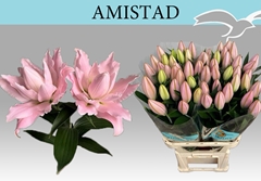 Lily Oriental Double Amistad 90cm 2+