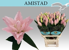 Lily Oriental Double Amistad 85cm 1+